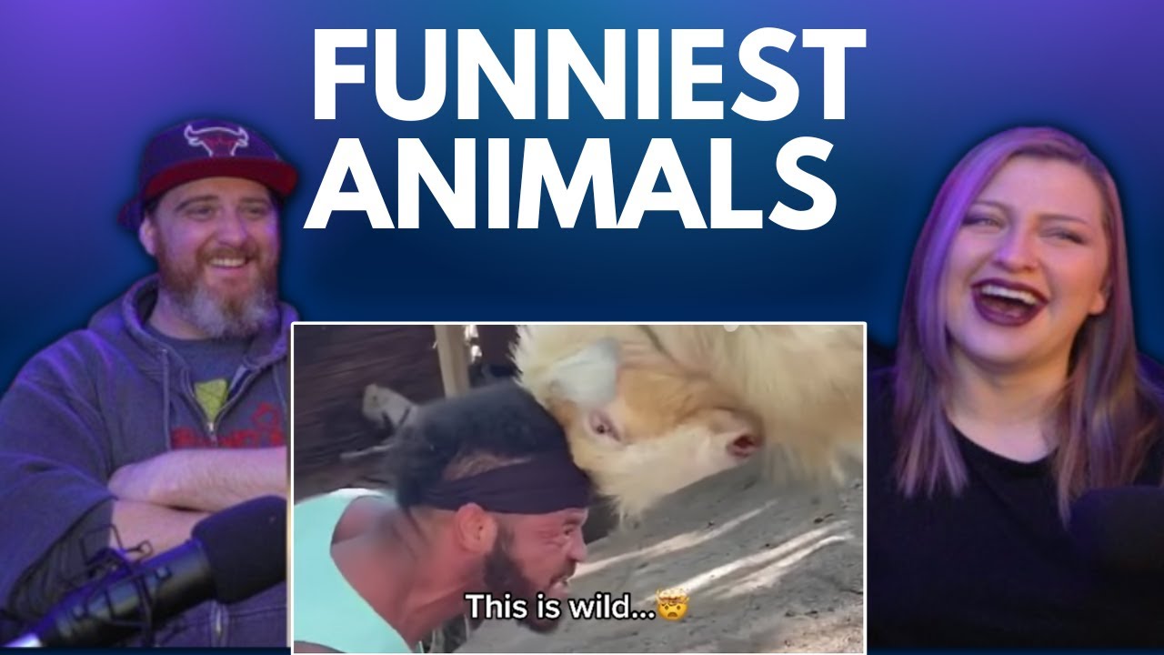 Funniest Dogs & Cats Videos 😅 Best Funny Animals @funnyanimalswooorld | HatGuy & @gnarlynikki  React