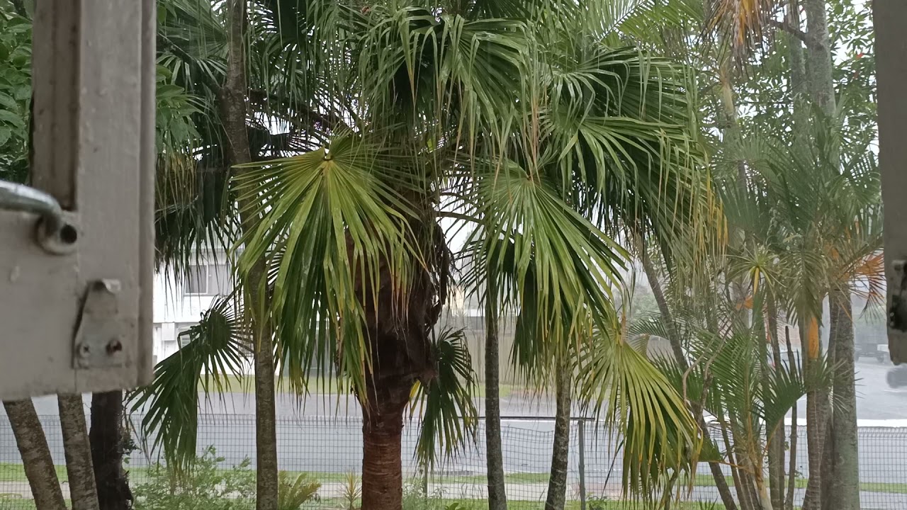 Relaxing sound of the Rain#Relaxing#Calm#Rain