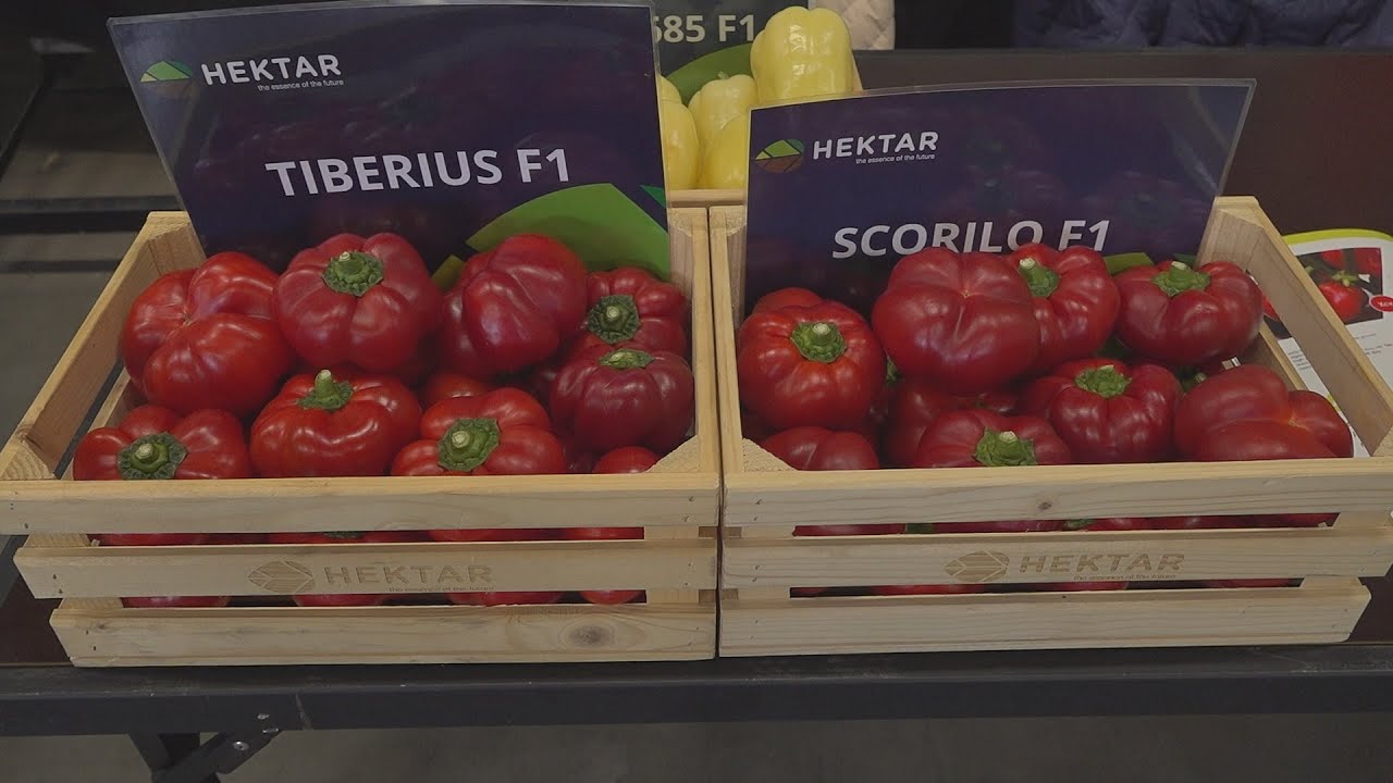 Pritaminpaprika termesztésre biztatja tagjait a DélKerTÉSZ