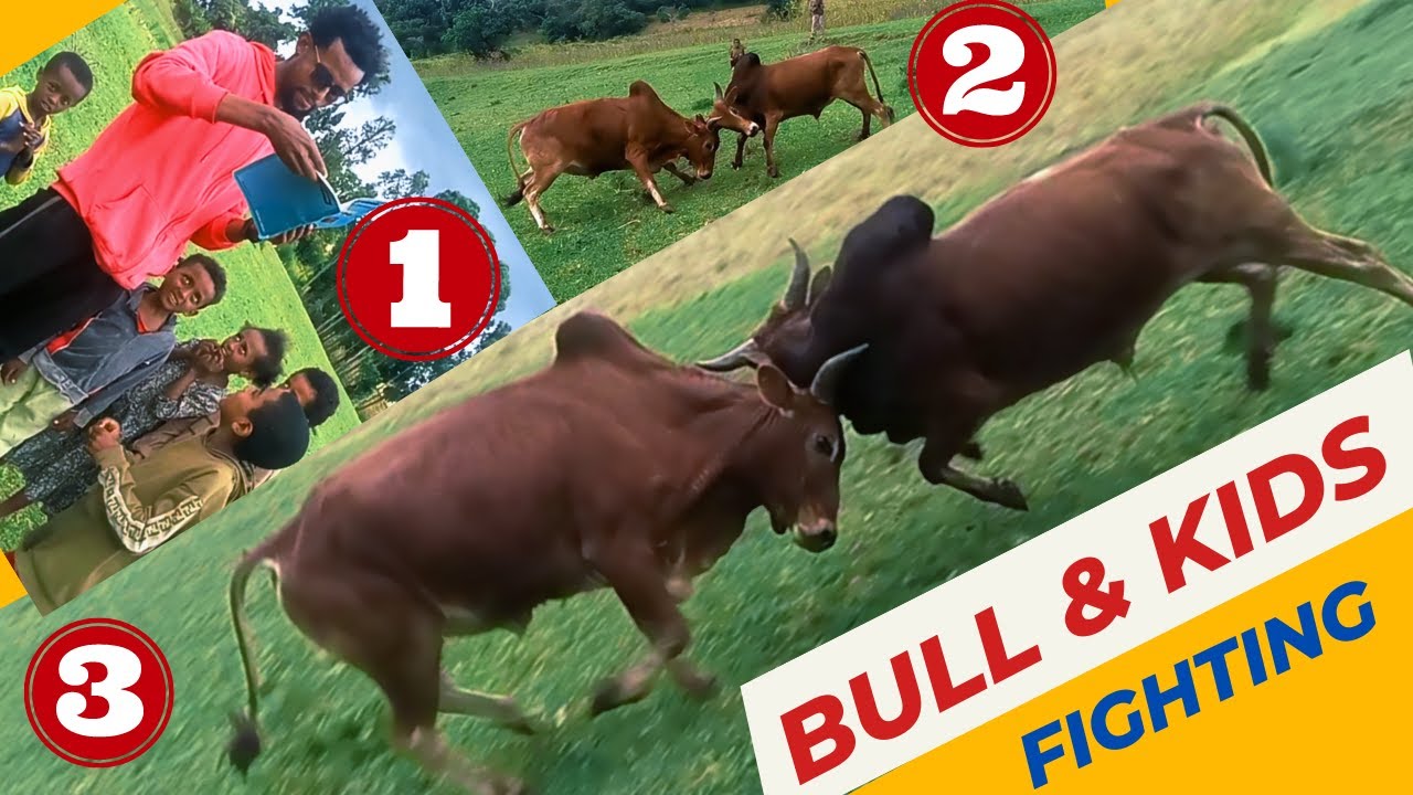 Bullfighting, Kids Playing & Stories: Unforgettable Vlog | Tapha Ijoollee fi Lola Loonii