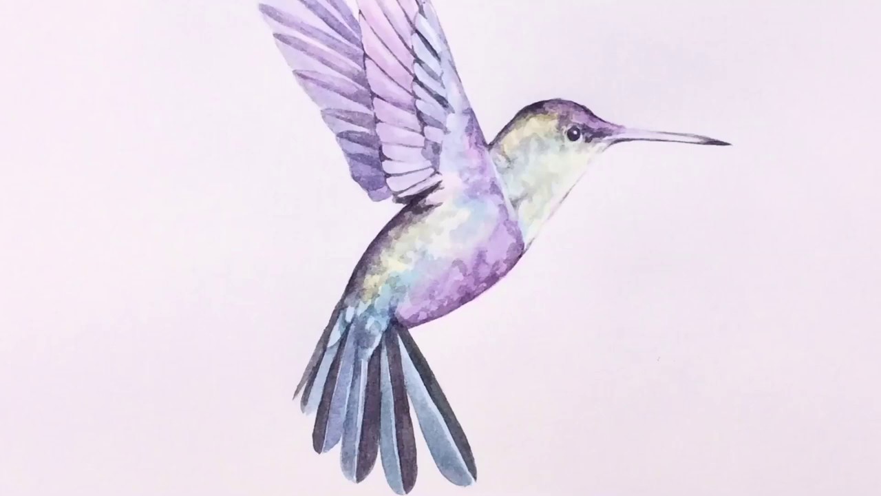Pintando colibrí en acuarela