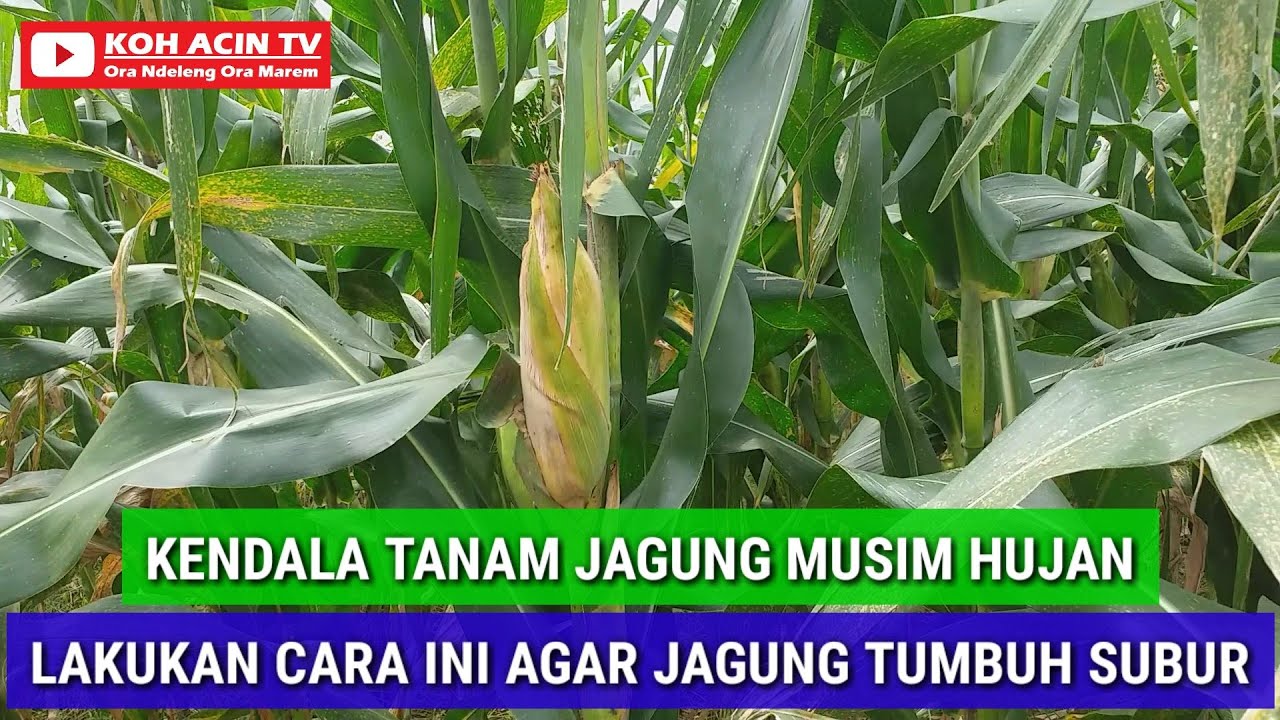 KENDALA TANAM JAGUNG MUSIM HUJAN LAKUKAN CARA INI AGAR JAGUNG TUMBUH SUBUR