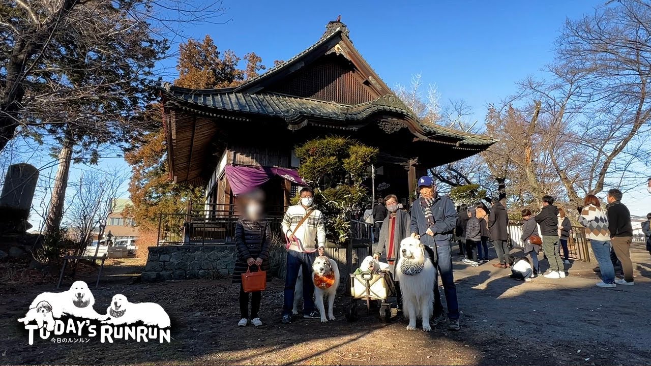 家族みんなで初詣へ行ったルンルンとアランとベルです　Great Pyrenees　グレートピレニーズ