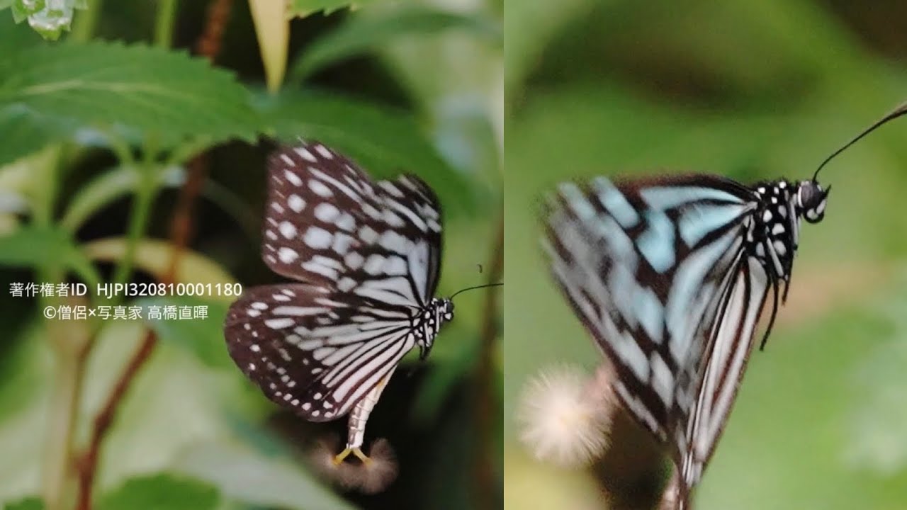 リュウキュウアサギマダラ、ヒメアサギマダラのヘアペンシル　SONY α7V FHD240fps 24p 10倍スロー　Butterfly courtship