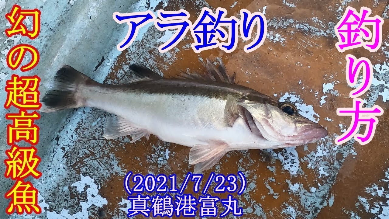 【神奈川県の真鶴沖でアラ釣り】幻の魚と呼ばれるアラの釣り方を解説（吹き流し仕掛けでチャレンジ）