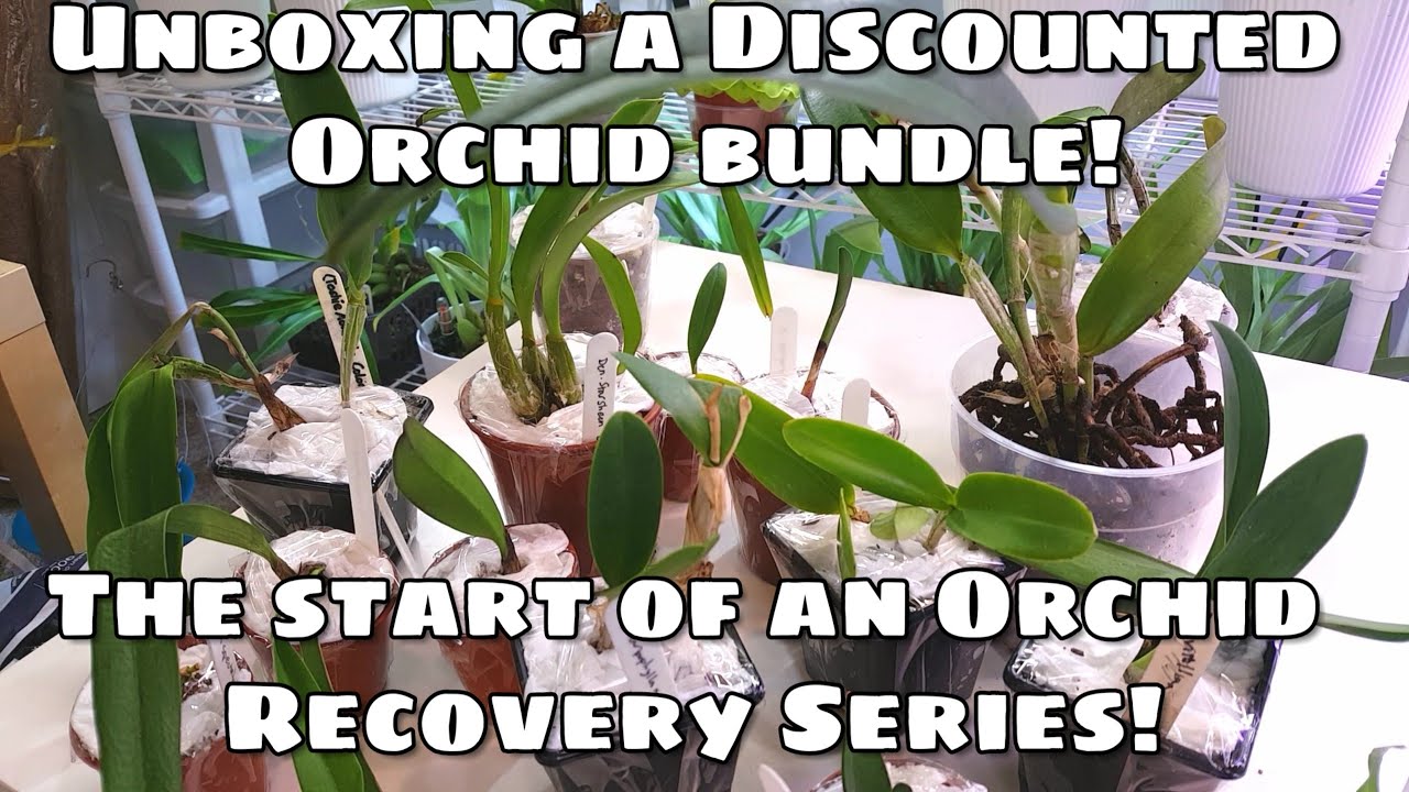 Unboxing 15 Rescue Orchids + a Cattleya Dowiana! Orchid Recovery Series #1