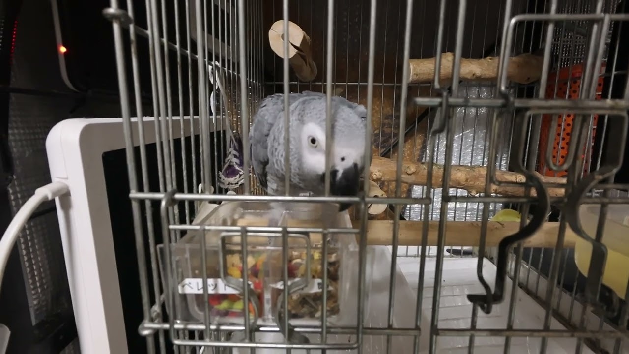 2026/2/7 朝食中のえりちゃん