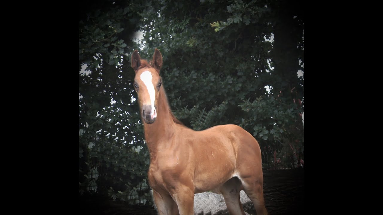 Total Diamond x Fürst Romancier * Stutfohlen/filly born 09.06.22 (Rudilore-Dam-Line)