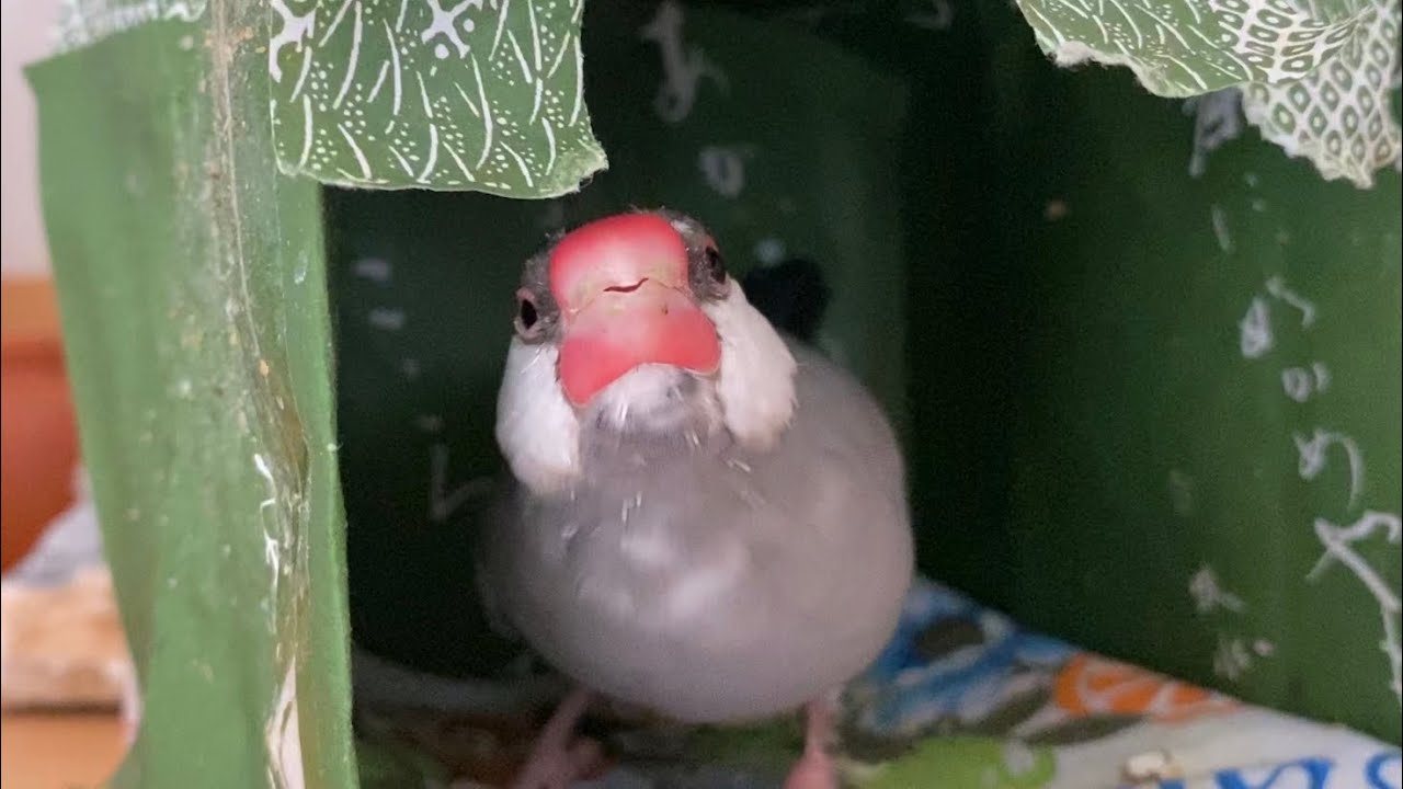 別荘から出たくないと駄々をこねる文鳥  あずき  Java sparrow