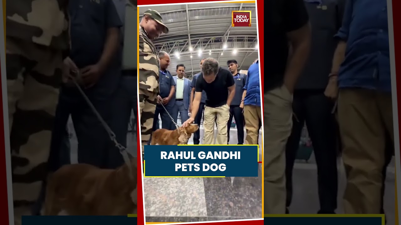 LoP In Lok Sabha Rahul Gandhi Pets Dog | Viral News | Viral Shorts