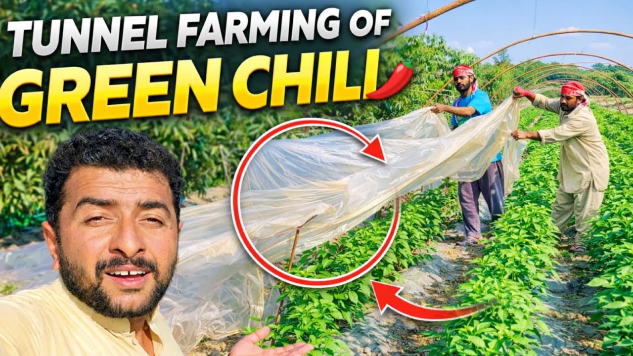 Hamari Sare yaar Ho Chu Ki Hai Huma builder Kasha Rahe #farmervlog #funny #video Akshay Walla 