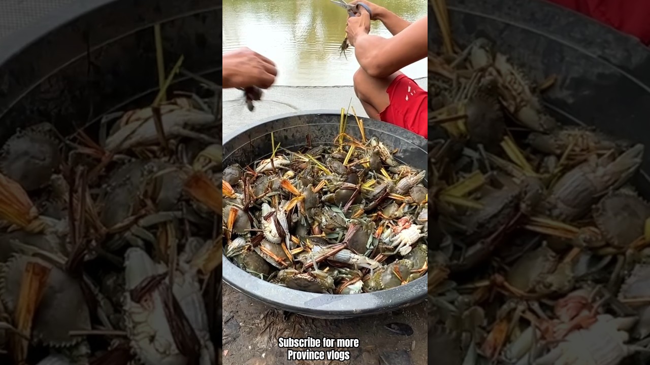 Crab farming in Philippines. #crabs #philippines #farming #countryside