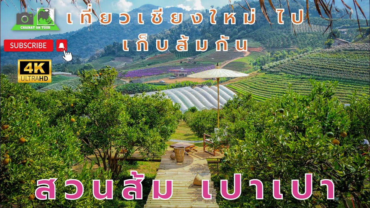 สวนส้มเปาเปา เชียงใหม่ เที่ยวม่อนแจ่ม  สวนส้มที่เก็บส้มกินในสวนได้เลย#เชียงใหม่#ท่องเที่ยว#4k