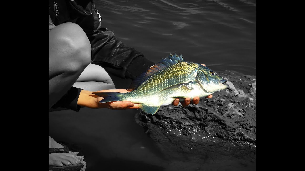 Decent Bream | Onkaparinga River