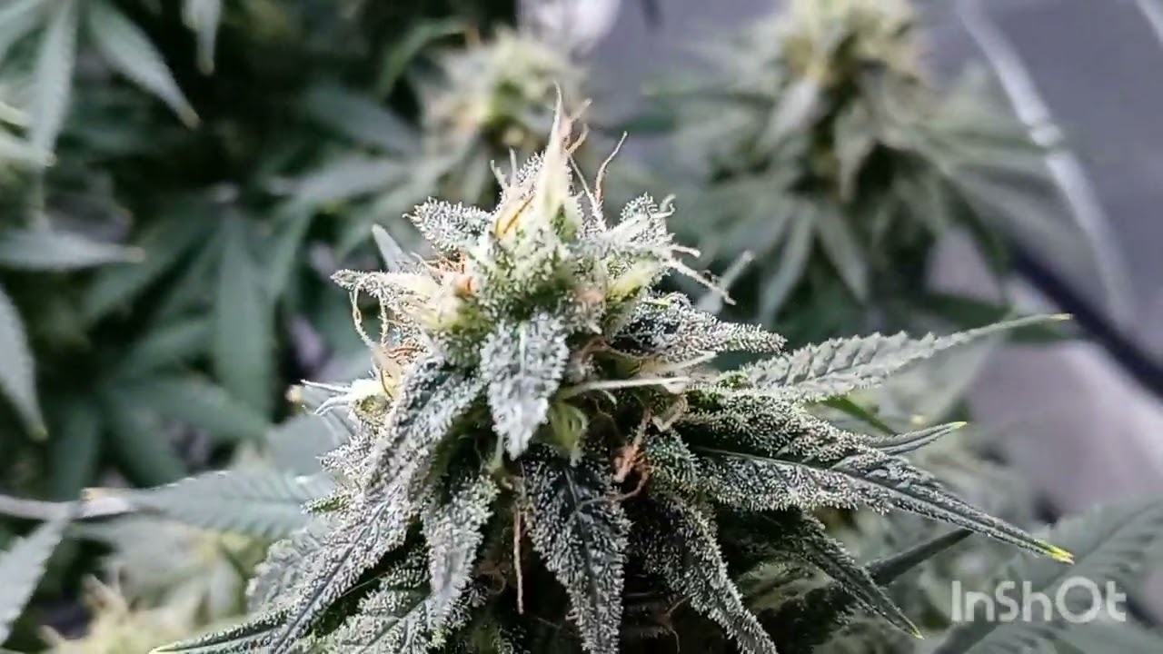 Afgoo Overdrive update @yieldsource @MattsGreenspace @OrganicGrowChannel