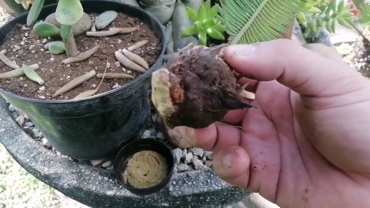 Reproducción de palma Cyca Revoluta. 🤠