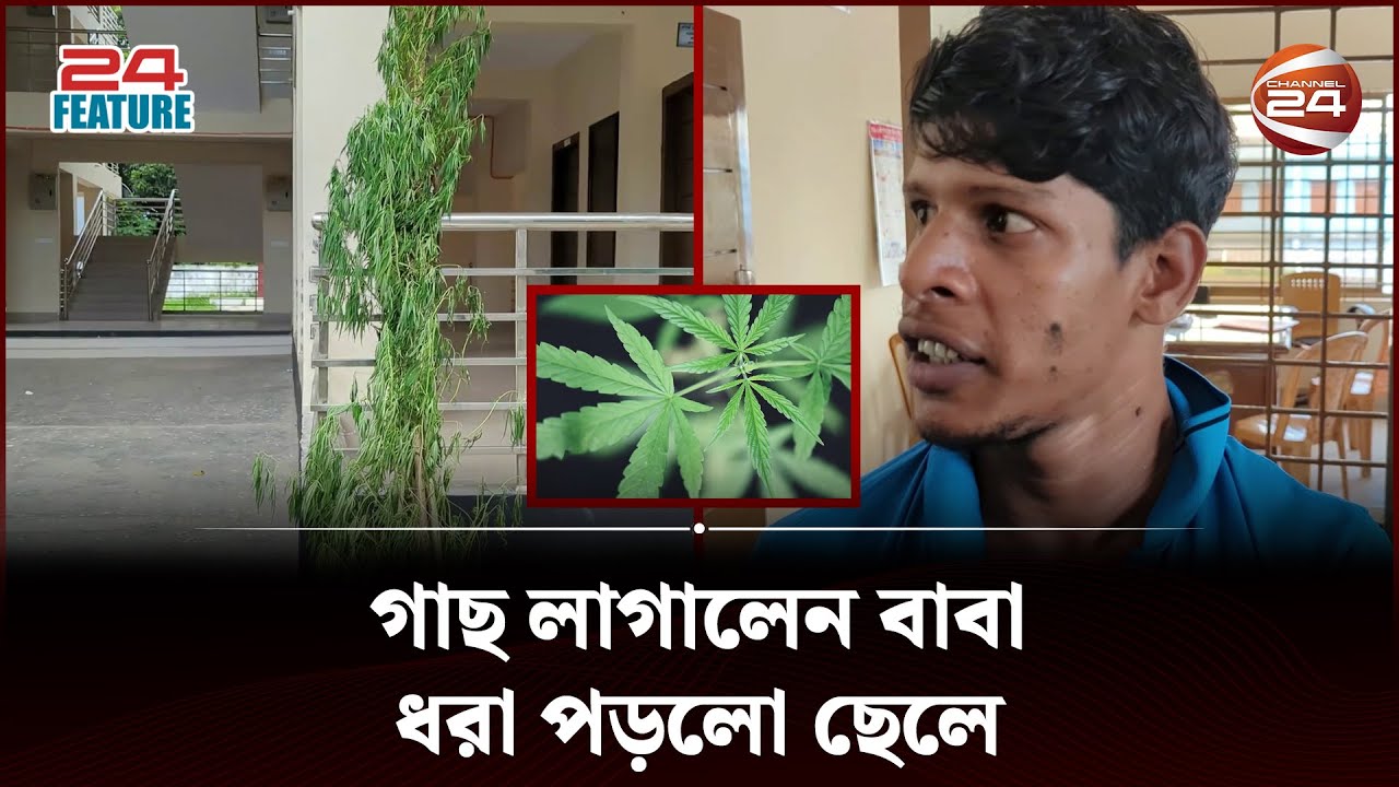 গাঁজা গাছ লাগিয়ে বাবা গেলেন বিদেশে, ধরা পড়লো ছেলে | Weed Tree | 24 Feature | Channel 24