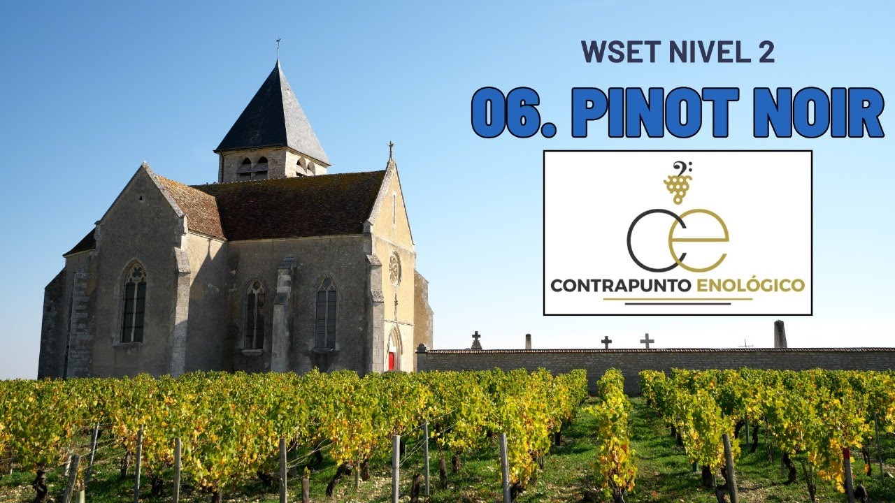 WSET Nivel 2: Todo sobre la Uva Pinot Noir 🍇