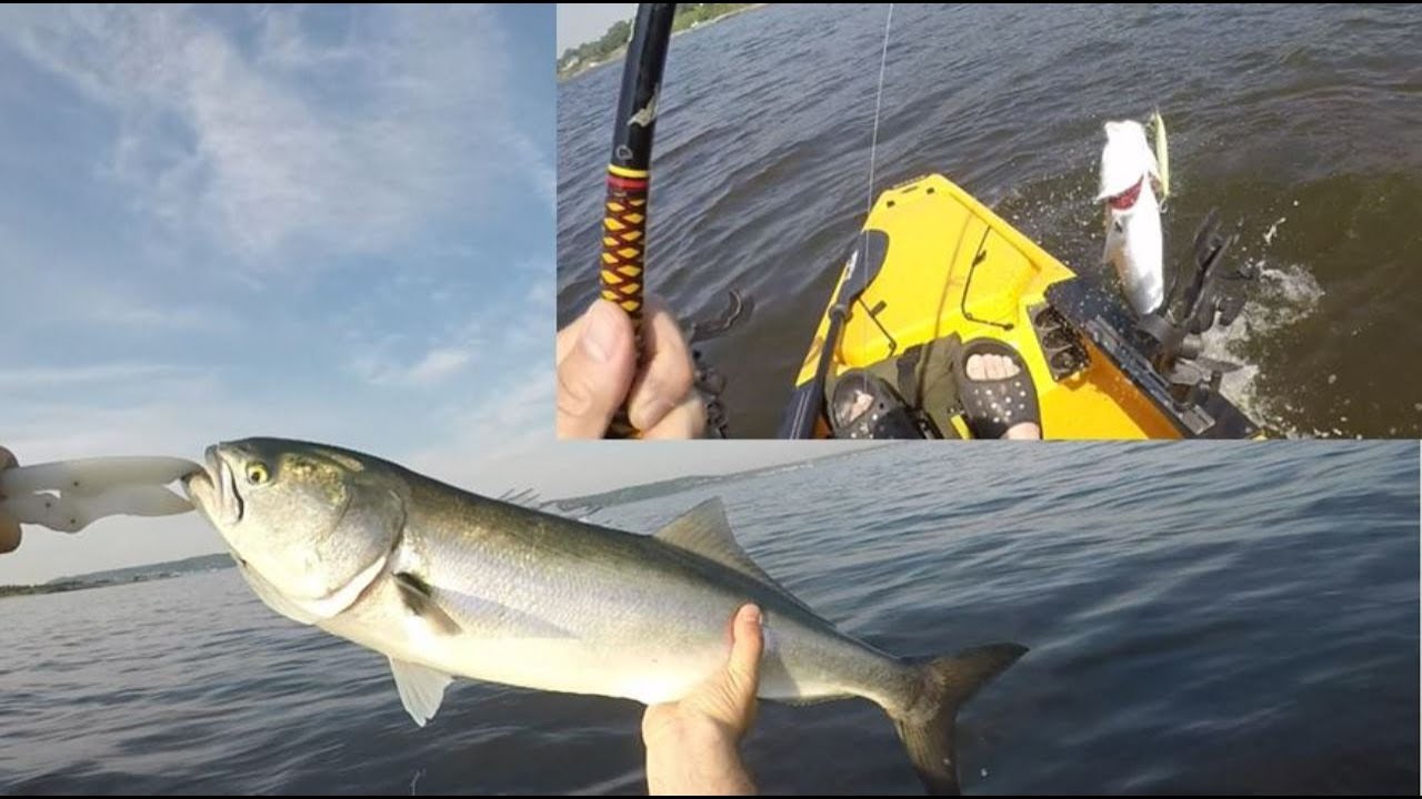 Huge Bluefish Sandy Hook and Navesink Fishing