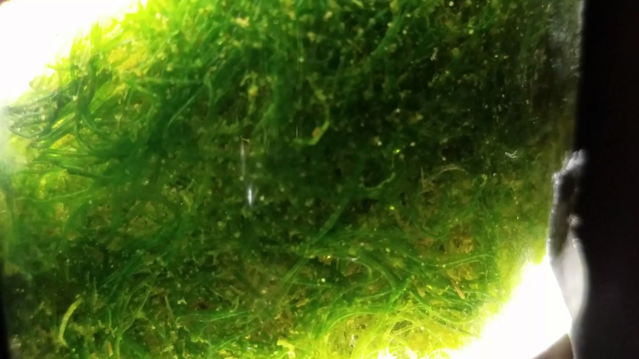 DIY macroalgae reactor