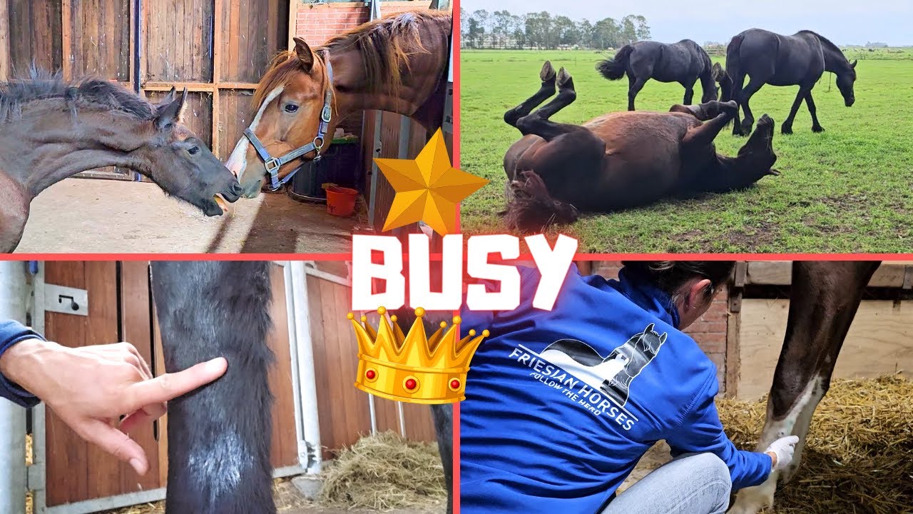 Clipping | Treating Rising Star⭐ | Queen👑Uniek her tendon | Lots of editing | Friesian Horses