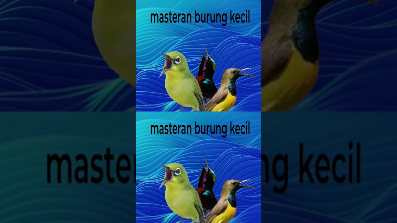 kombinasi burung kecil masteran murai tembakan panjang