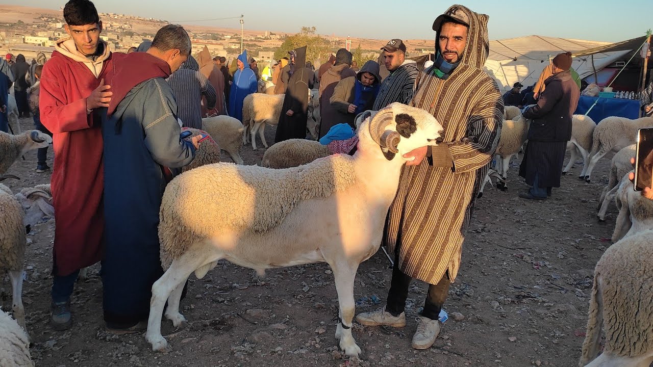 هاد صباح مباشرة من سوق حد البروج بتاريخ 26/11/2023 مع اتمنة حولى و الخروف صغير 🐏🐏🐑