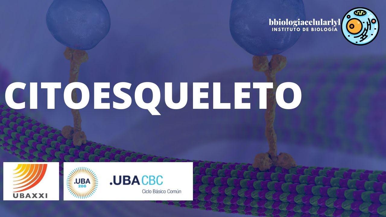 Clase 19. CITOESQUELETO. UBAXXI y CBC #universidaddebuenosaires