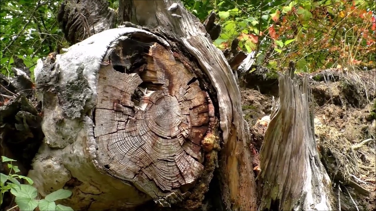 Impressionen Steinachklamm im Steinachtal in  Oberfranken
