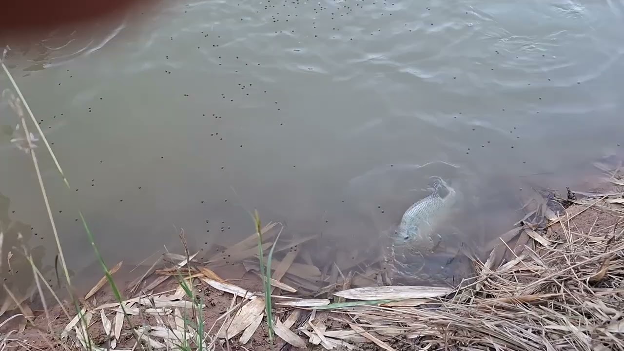 ทีมงานผุ้บ่าวเฒ่า.ไห้อาหารปลายุไฮยุนาครับ.3.ก.พ.69.