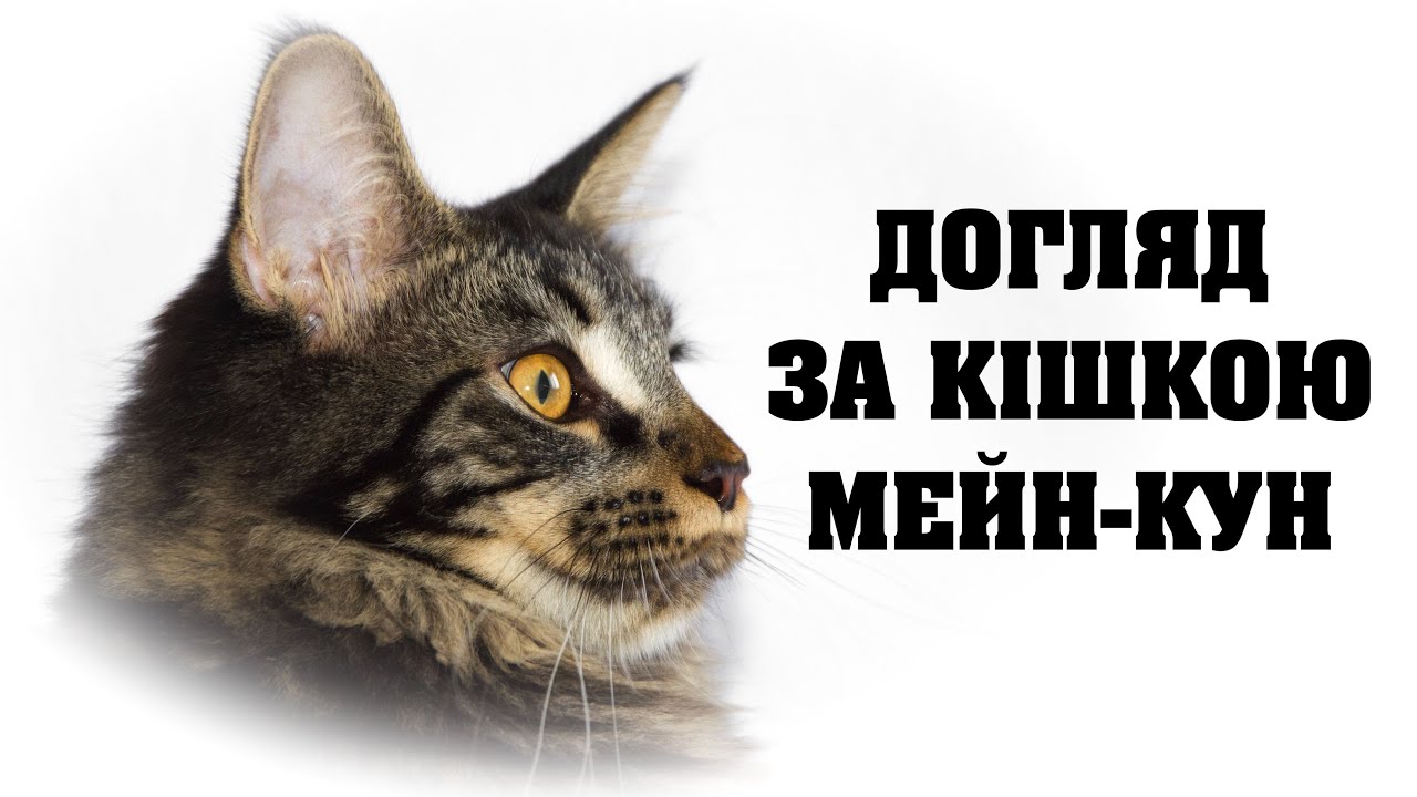 Догляд за кішкою мейн-кун