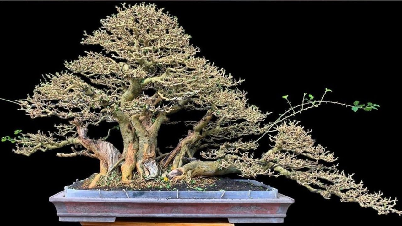 INSPIRASI BONSAI SISIR TERBAIK