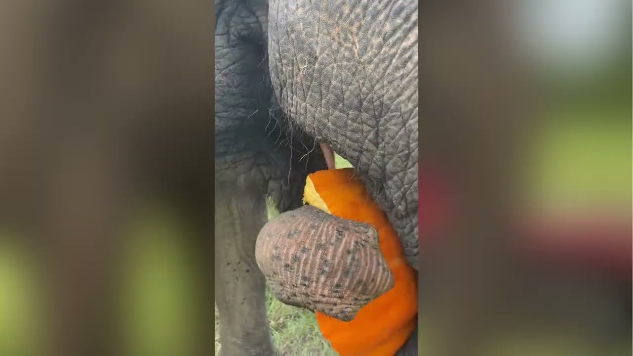 Tarra Pumpkin Eating