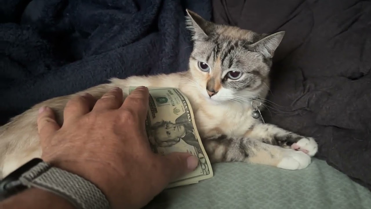 Cat Rent Money Protection