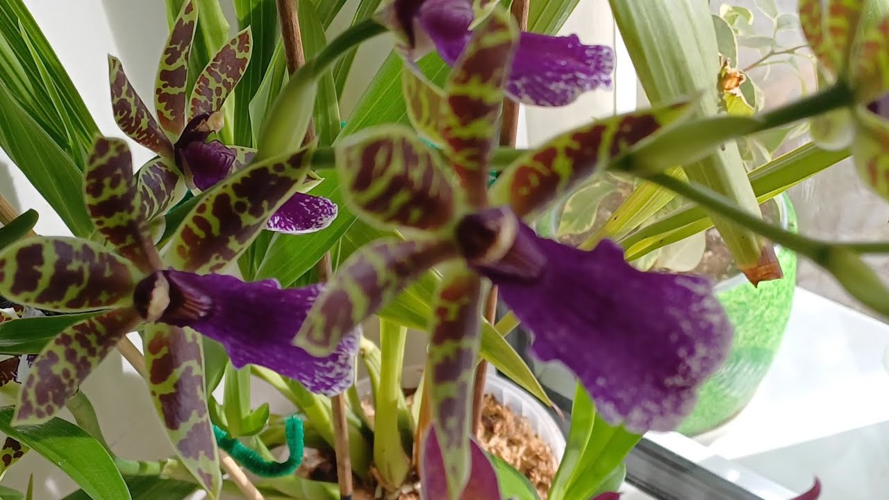 Немного о других видах орхидей , новые роспуски #dendrobium #Zygopetalum 🌺🌼🌺