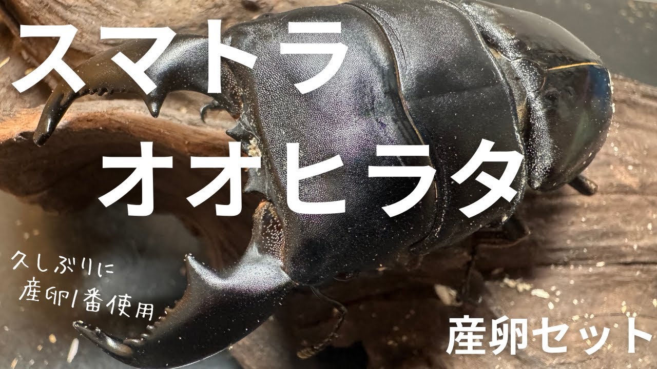 スマトラオオヒラタ産卵セット作成【久しぶりに産卵1番マットだけセット】
