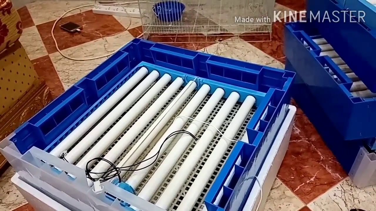 Checking our newly bought FHQ-MN-CP automatic incubator.