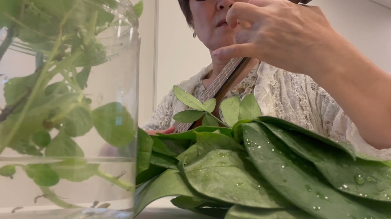 #idon'tknowhowtolovehim#cathyukulele #popsong #andrewlloydwebber #timrice #jejuschristsuperstar