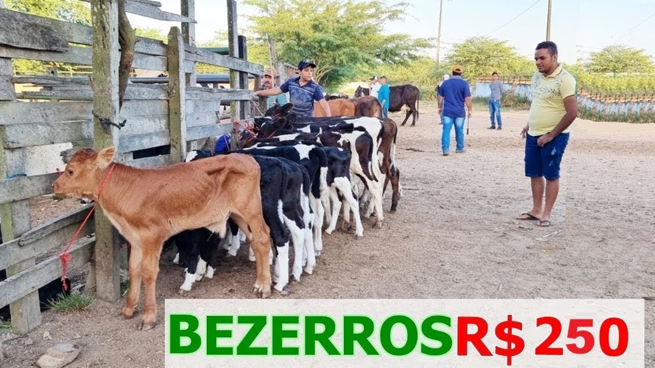 FEIRA DO GADO EM CARUARU-PE    10-02-2026  #nordeste