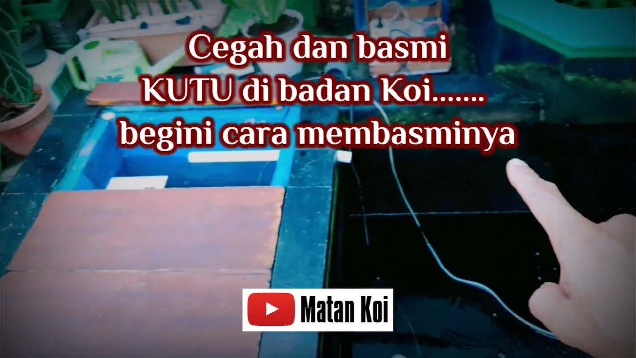 Kutu di Badan Koi, Dimilin aja. Begini Cara Membasminya