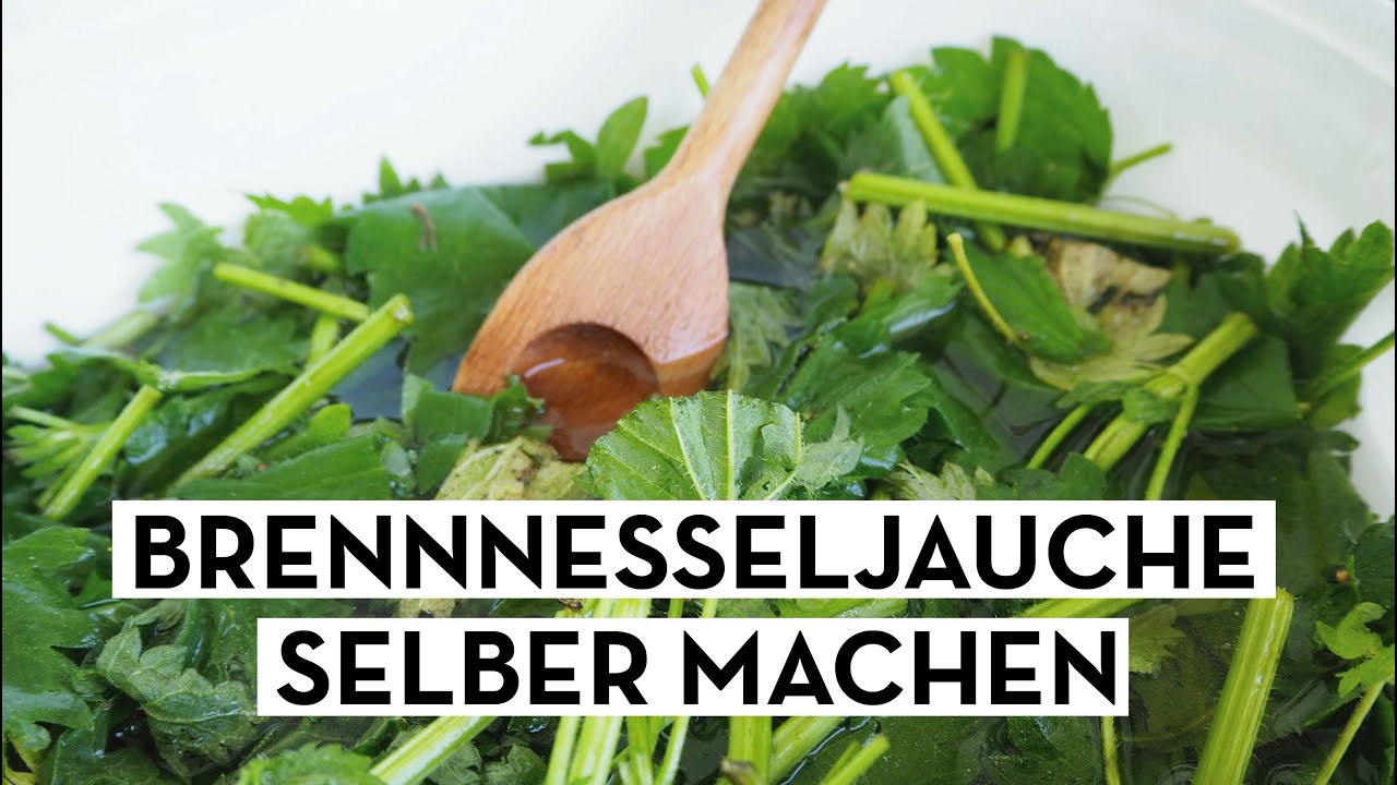 Biologisch düngen, Brennnesseljauche selber machen