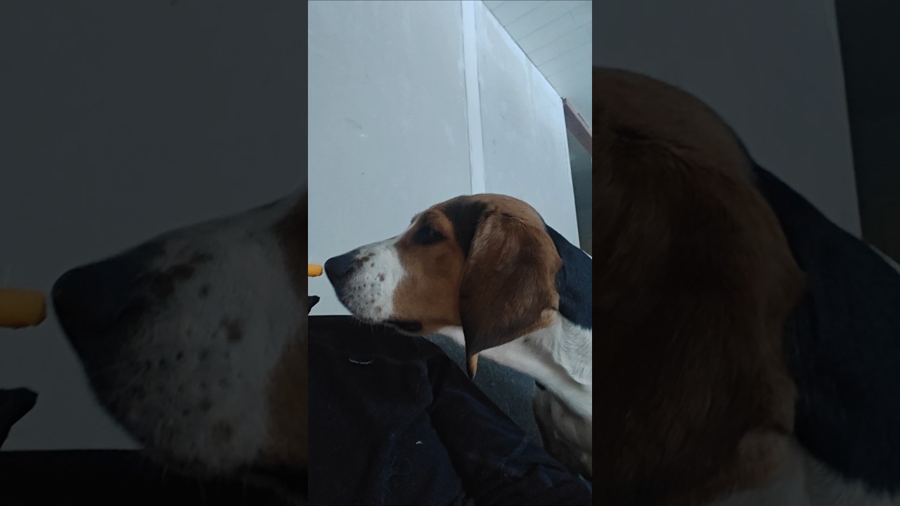 Suomenajokoira uskoo #suomi #koira #dog #dogs #snacks