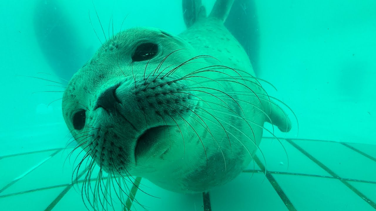 Laatste keer voor dit jaar 2024 Zeehondencentrum Pieterburen
