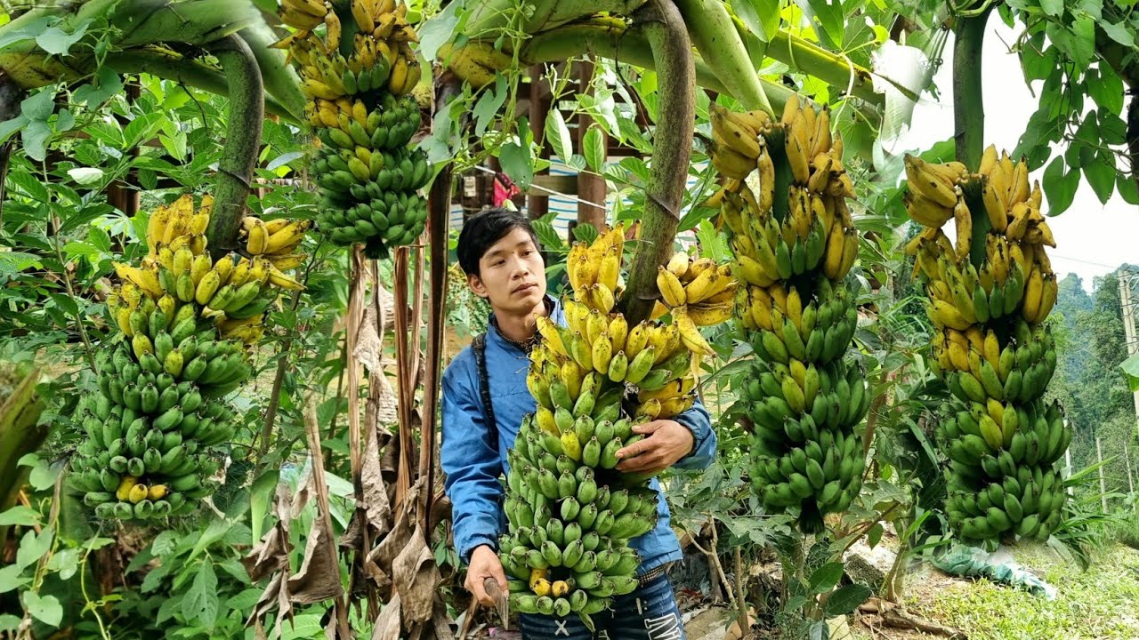 32 Days of Harvesting Wild Bananas and Bananas for Sale - Daily Cooking | Triệu Văn Tính