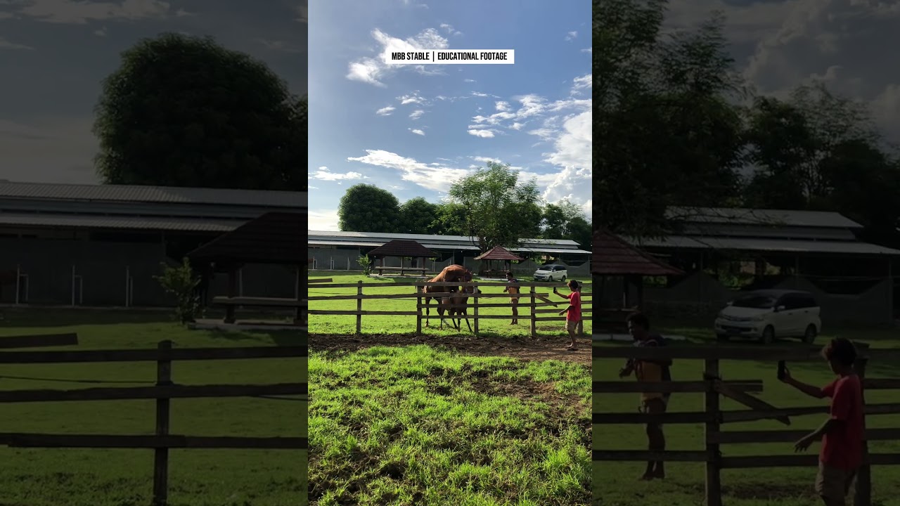 Eps 16 | Natural Horse Breeding Process | MBB Stable Documentary #pets #horse #animals #cavalos #fyp