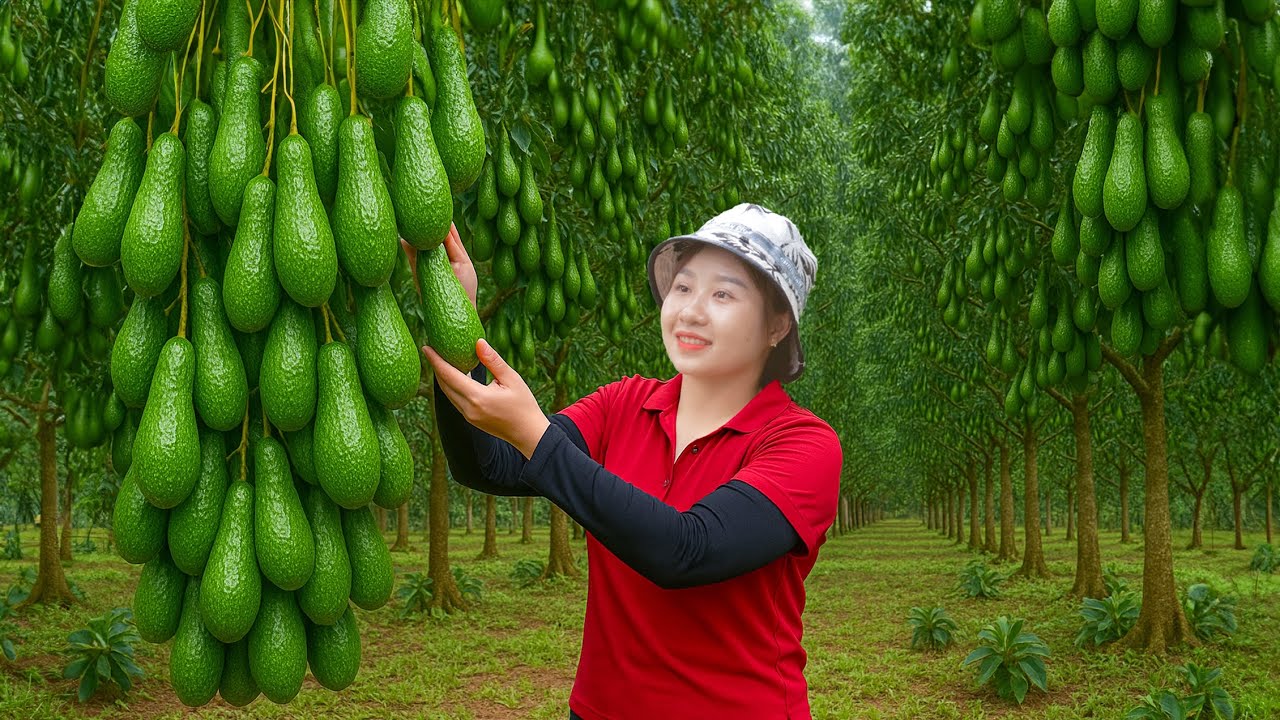 Harvesting Avocado 034 Go to Market Sell - How to make sweet corn pudding | Lucia Daily Life
