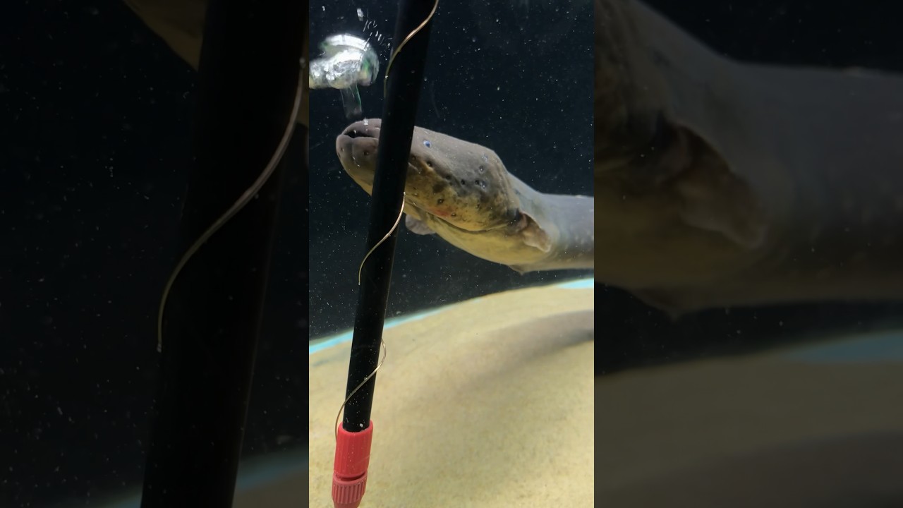 Can you store electricity from an Electric Eel⁉️