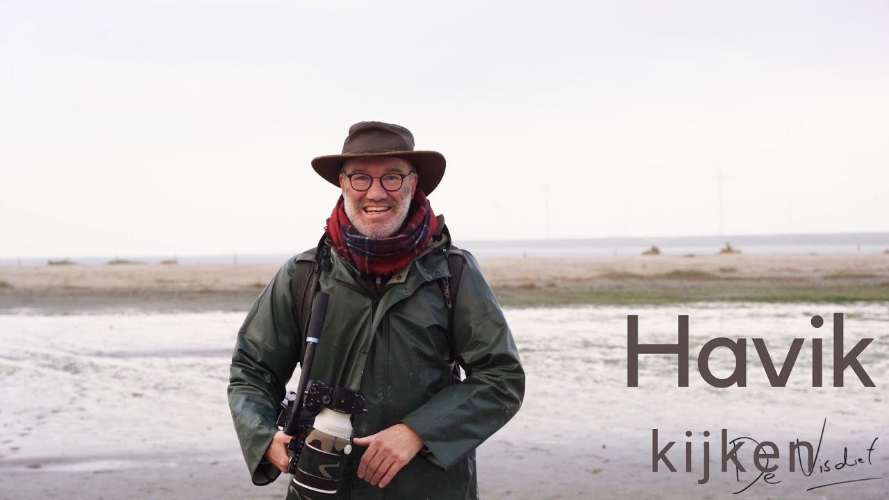 Havik kijken / Observing a Hawk #500