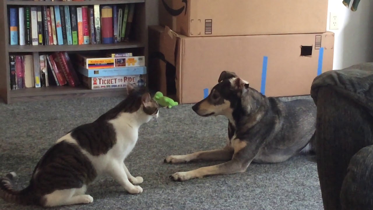 Martial Artists - Cat and Dog Spar !