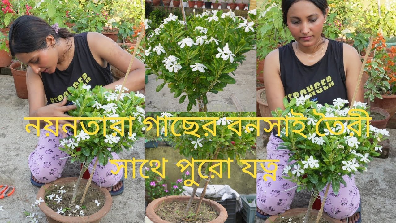 নয়নতারা গাছ বনসাই করার পদ্ধতি আর A to Z এর যত্ন বেশি ফুলের জন্য🌸🌸